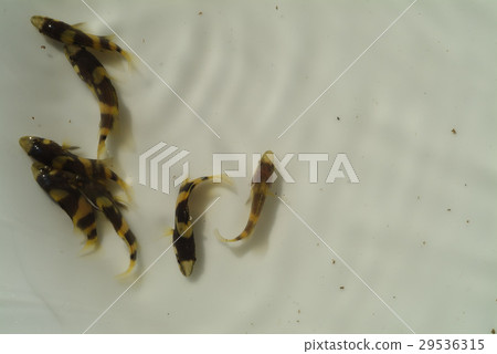 Fish, fishery, farming, seafood, fry Fish, fishery, farming, seafood, fry 29536315