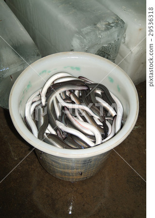 魚,漁業,養殖,海鮮,鰻魚 魚,漁業,養殖,海鮮,鰻魚 29536318
