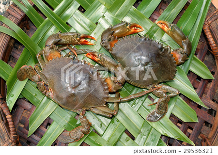 Crab, fishery, farming, seafood Crab, fishery, farming, seafood 29536321