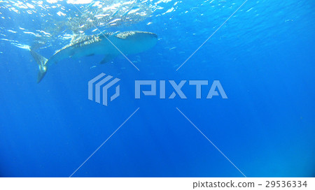 鯨鯊水下照片自然野生 29536334