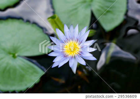 Purple Lotus on water 29536609