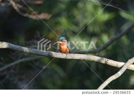 玉a4停在a4分支上 29536635