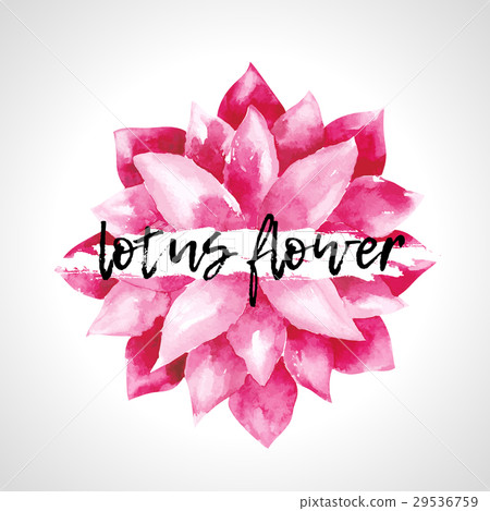 Watercolor pink lotus flowers isolated 29536759