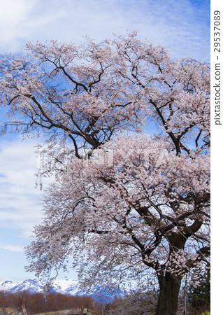 您房間的Mt. Snow和Sakura(垂直) 您房間的Mt. Snow和Sakura(垂直) 29537089