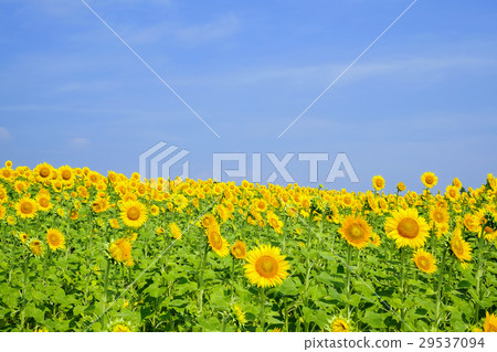 向日葵領域和夏天天空 29537094