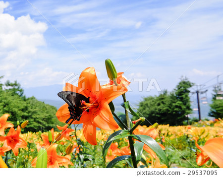 百合花和葫蘆 百合花和葫蘆 29537095