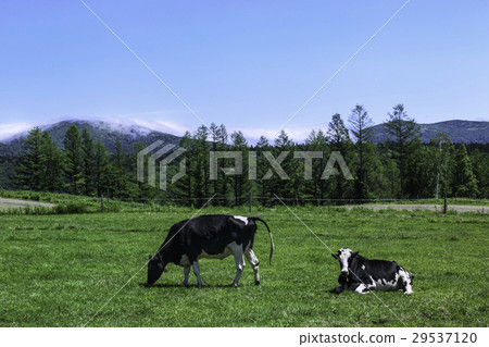 Hokkaido ranch cattle cow Hokkaido ranch cattle cow 29537120