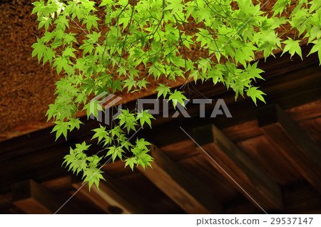 Fresh green of Hirin 29537147