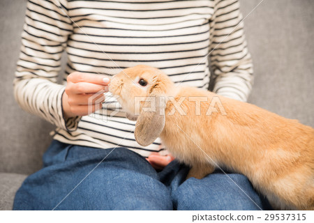 Pet bunny Pet bunny 29537315