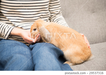 Pet bunny Pet bunny 29537316