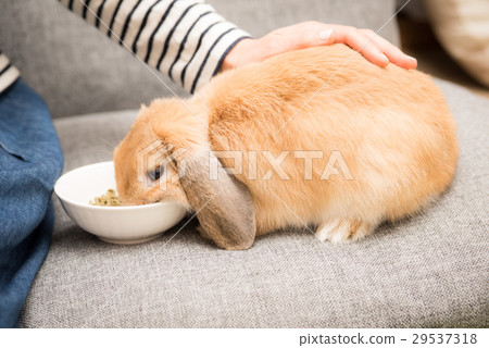 Pet bunny Pet bunny 29537318