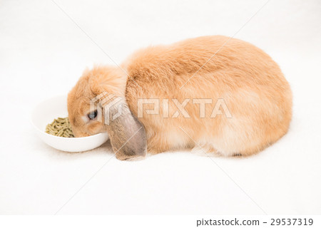 Pet bunny Pet bunny 29537319