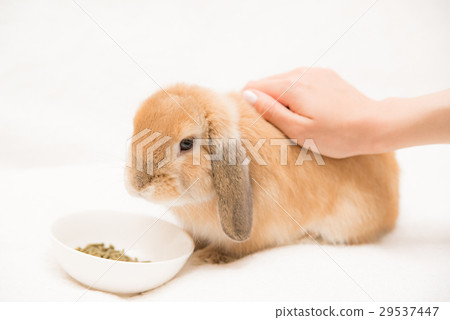 Pet bunny 29537447