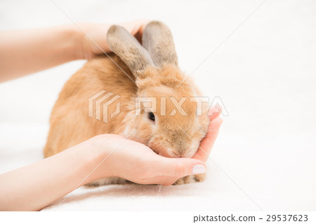 寵物兔子 29537623
