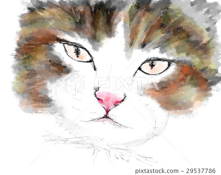 Cat Illustration Cat Illustration 29537786