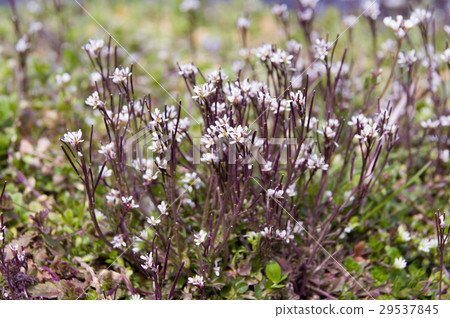 Michi Tanetsukesbana 29537845