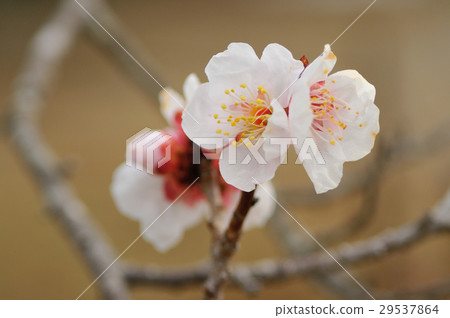 Recollection plum 29537864
