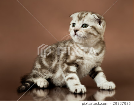 kitten 29537985