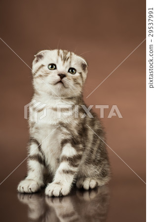 kitten kitten 29537991