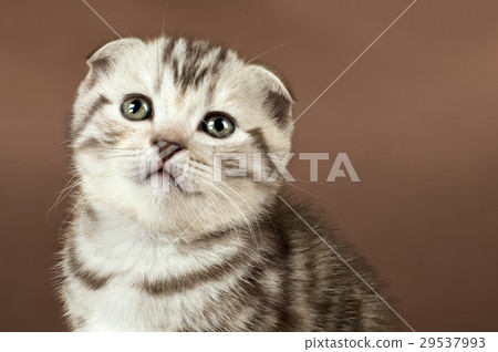 kitten kitten 29537993