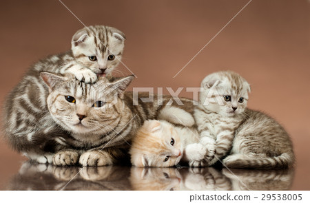 kittens kittens 29538005