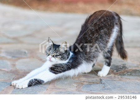 Cute cyprus cat 29538146