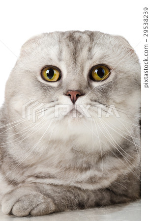 cat 29538239