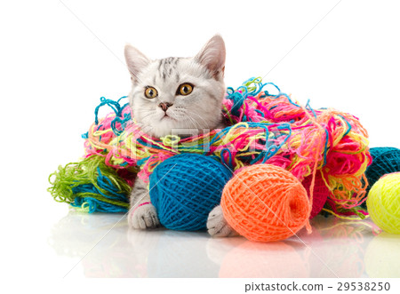 kitten kitten 29538250