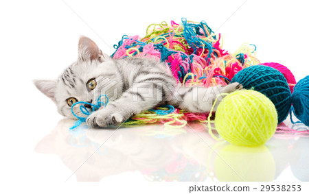 kitten kitten 29538253