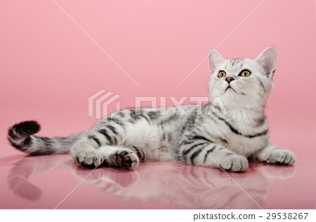 kitten 29538267