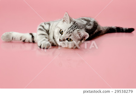 kitten kitten 29538279