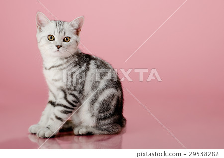 kitten kitten 29538282
