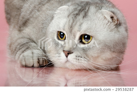cat 29538287
