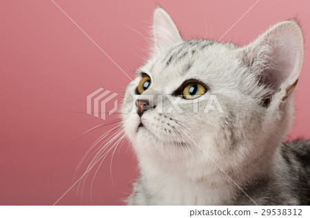 kitten 29538312