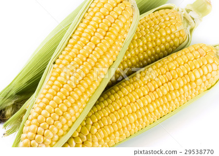 sweet corn on white background sweet corn on white background 29538770