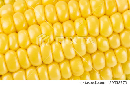 sweet corn on white background 29538773