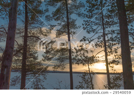 Winter sunset with pine trees over a frozen lake 29540059