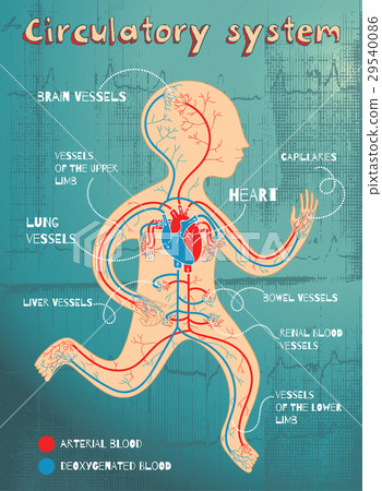 vector illustration of human circulatory system 29540086