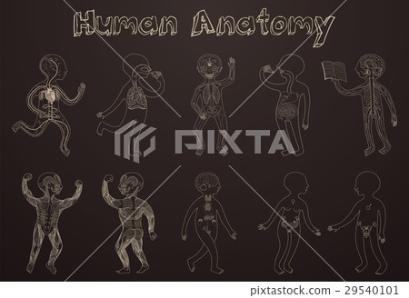 Illustration of human anatomy 29540101