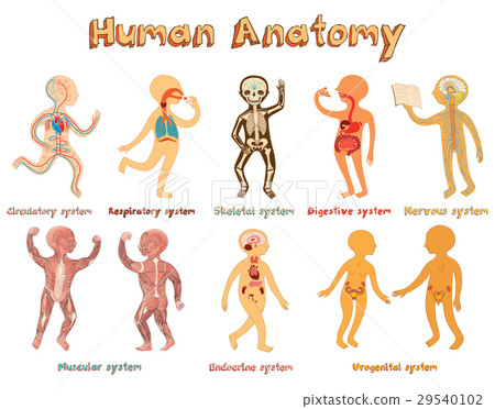 Illustration of human anatomy 29540102