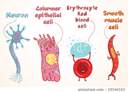 Vector illustration of human cells 29540103