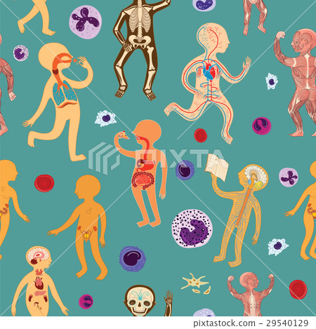 Vector seamless pattern with anatomy 29540129