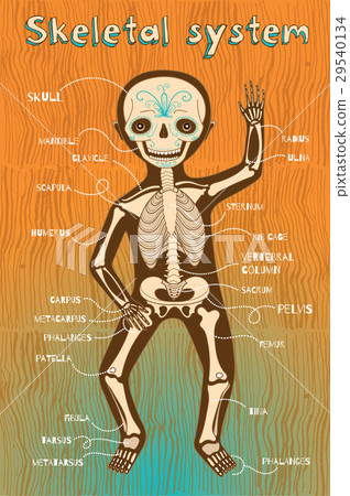 illustration of human skeletal system for kids 29540134