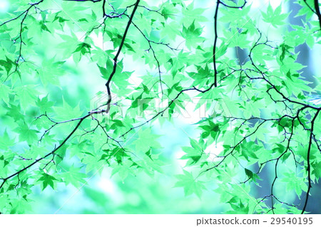 藍葉 29540195