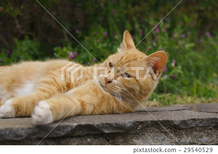 Stray cat 29540529