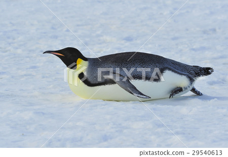 Emperor Penguin on the snow Emperor Penguin on the snow 29540613