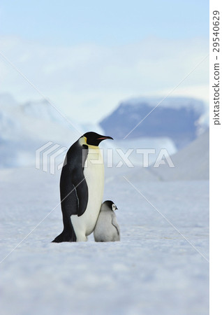 Emperor Penguins with chick 29540629