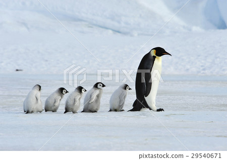 Emperor Penguins with chick 29540671