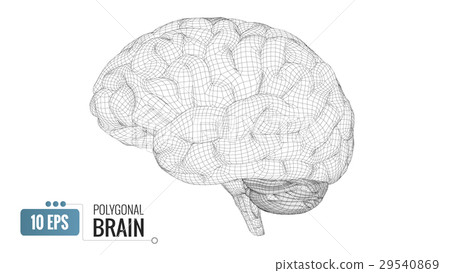 3D polygonal wireframe brain on white BG 29540869