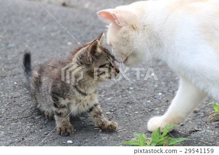 The white cat's father greeted his nose to the forehead of the kittens kittens 29541159